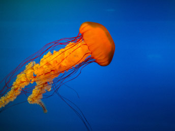 Deep Blue Sea 1