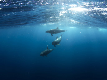 Deep Blue Sea 5